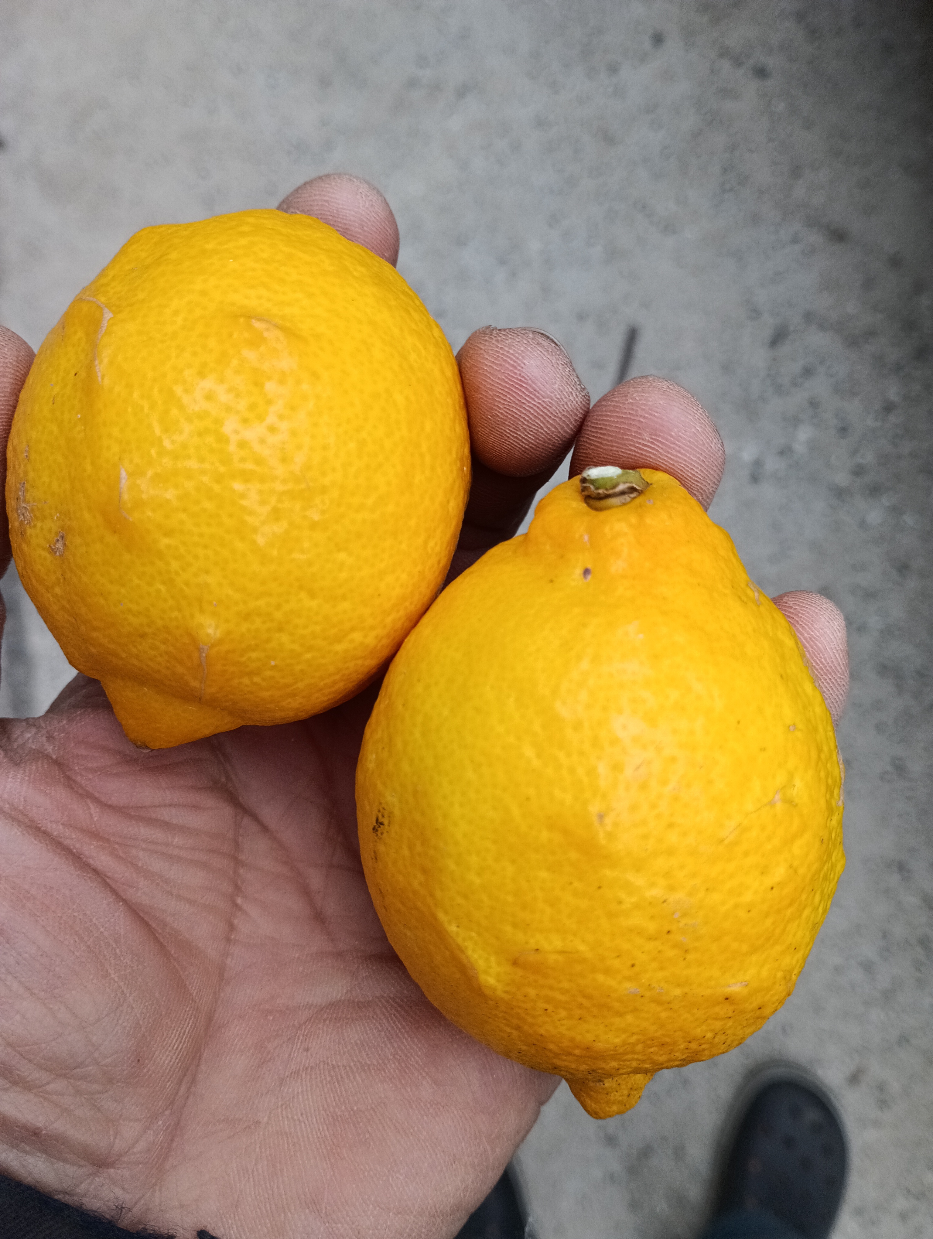 皮も使える広島県産レモン 訳ありの三級品 2kg(約20個入)即日発送可能