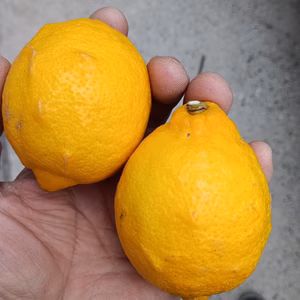 皮も使える広島県産レモン  訳あり品 2kg(約20個入)即日発送可能