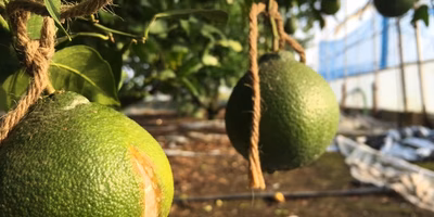 まるでハロウィンのランタンおばけ
