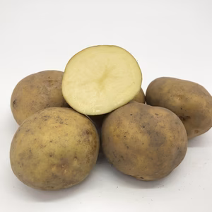 北海道剣淵産じゃがいも きたかむい