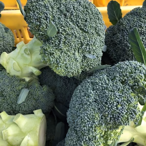 【香川県産】朝採れ！ブロッコリー6個