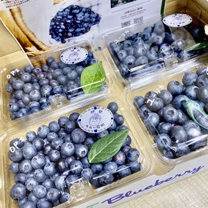 【とれたて新鮮】伊勢産フレッシュブルーベリー　250g × 4パック