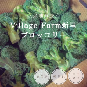 【朝どり当日発送】ブロッコリー