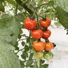完熟ミニトマト！ほれまる