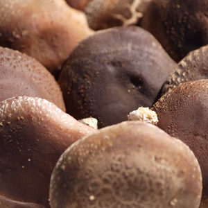 天然栽培原木生椎茸　５００グラム