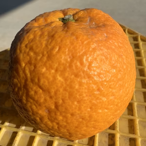 育て方が根本的に違う紅甘夏はいかがですか？　無選果　2級品