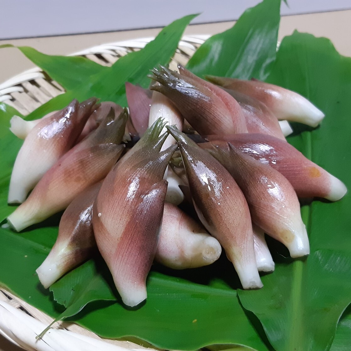 [冷蔵配送]残暑の香り 小粒な秋みょうが 約1kg(500g×2パック) 本州・四国・九州(北海道・沖縄・離島などを除く) 約1kg