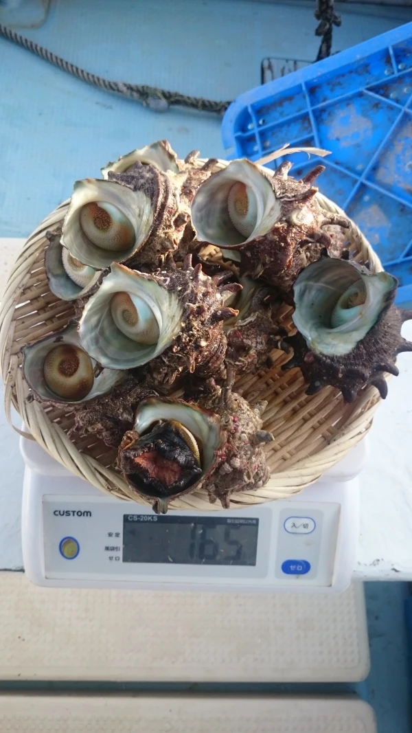 サザエ 1.5キロ　お刺身サイズ(選別済)８～1１個  日本海産