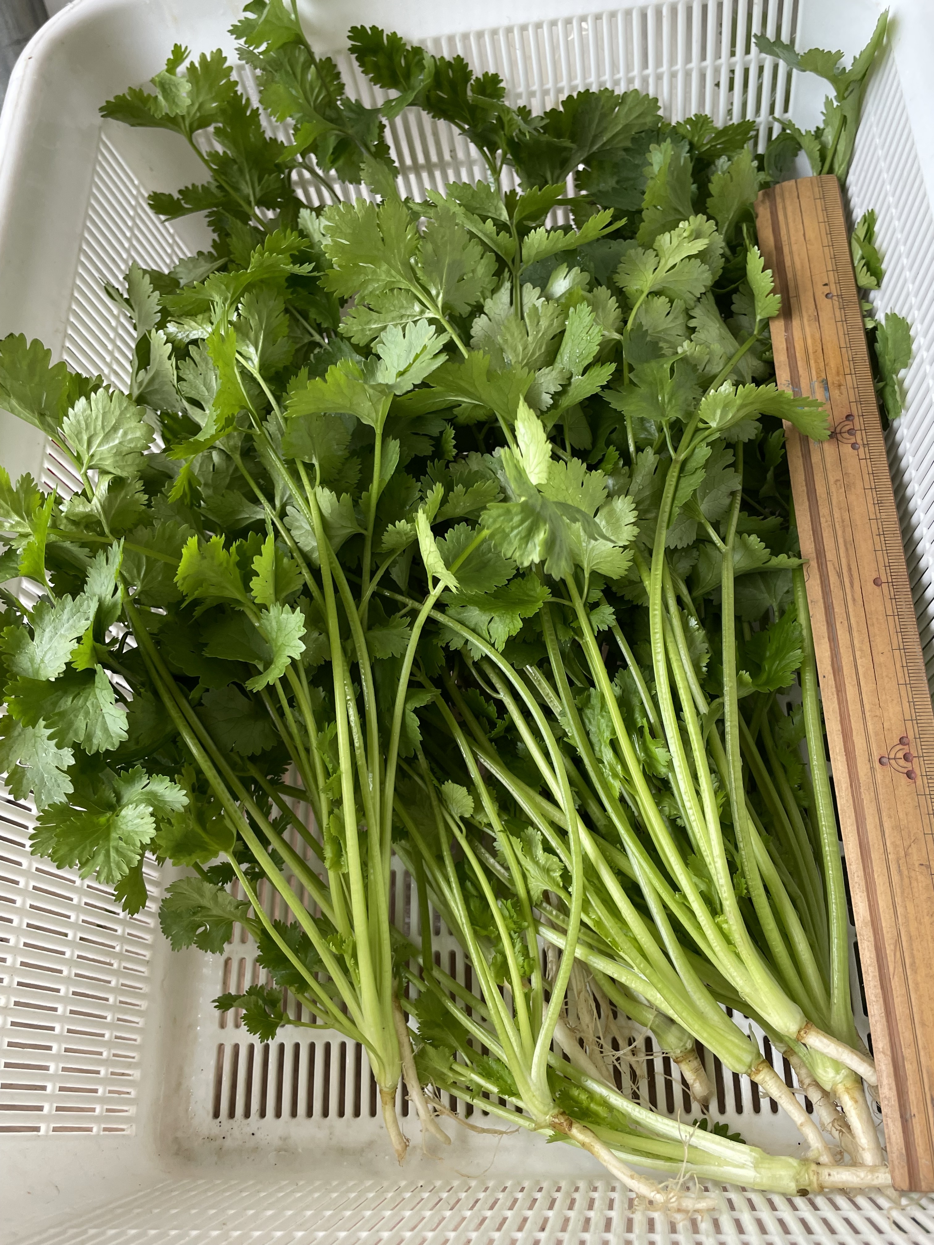 期間限定　パクチー　香菜　新鮮野菜　業務用　大量　卸し　10kg クール便 パクチー 有機 クール便 500g 夏：千葉県産のその他パクチー