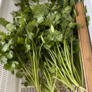 路地　パクチー根つき　農薬は使ってません