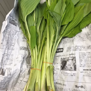 山蕗・うるい＋山菜１種