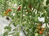 【7月下旬より発送】ミニトマト　1kg・500g　化学肥料・農薬不使用　青森県産