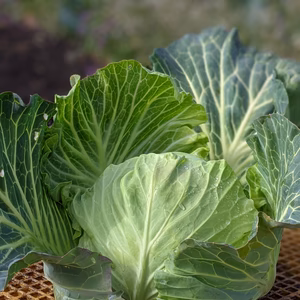 「ほほほ」の有機露地キャベツ！