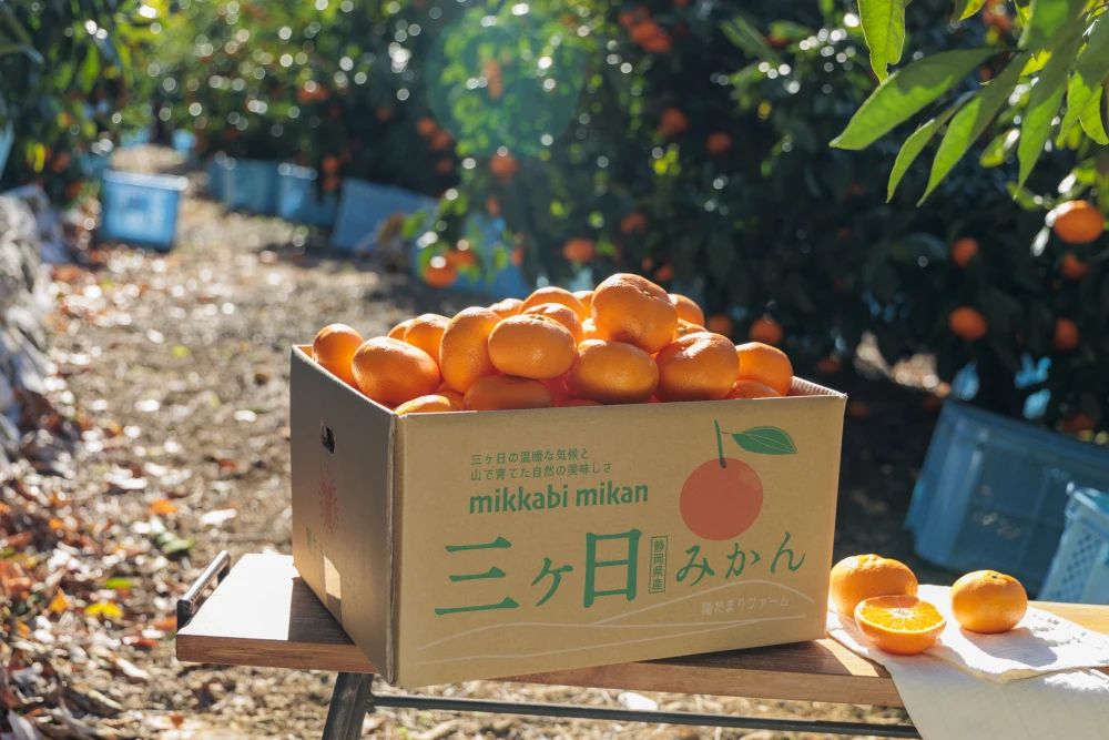 12月下旬～　訳アリ 三ヶ日みかん 外観不良あり【約10㎏】青島みかん