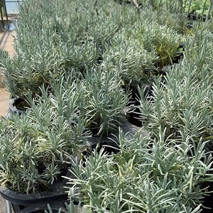 【ハーブ苗】ラベンダーグロッソ　大苗