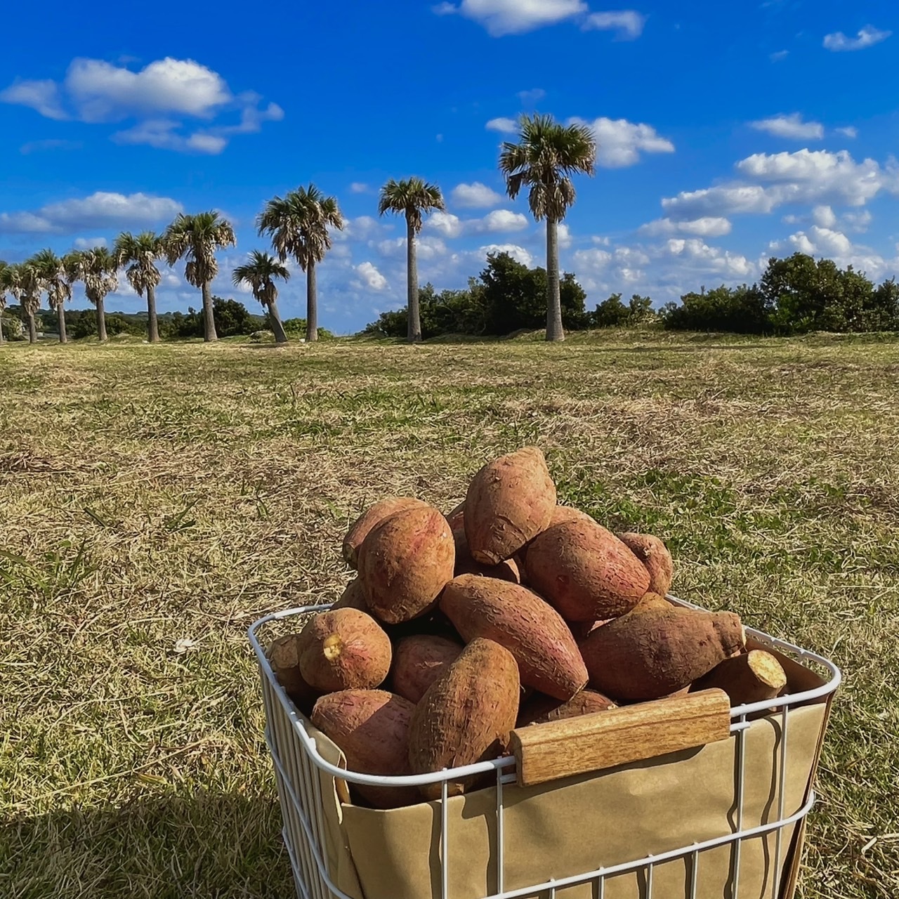 絶品】種子島産 安納芋 3Sサイズ｜aimo農園｜さつまいもの商品詳細