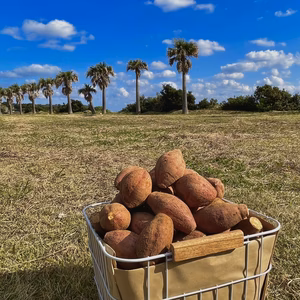 【絶品】種子島産 安納芋 3Sサイズ｜aimo農園