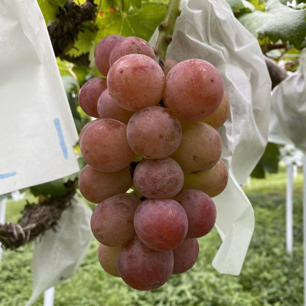 岡山県産　ぶどう　ゴルビー　2房【9月〜出荷】