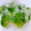 【7周年福袋】☆シャキシャキ☆フリルレタス10袋セット！