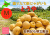【北海道産とうや】30年以上作り続けるじゃがいも農家のジャガイモ【ゆめいも】