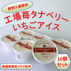 【夏ギフト】【ベリーズ工場タナベリー】 いちごアイス　10個セット