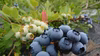 期間中農薬不使用 ブルーベリー　ジャム用　