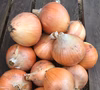 愛知県産　玉ねぎ