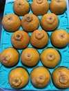 かわいい小玉不知火デコ13〜15玉2、2キロ〜
