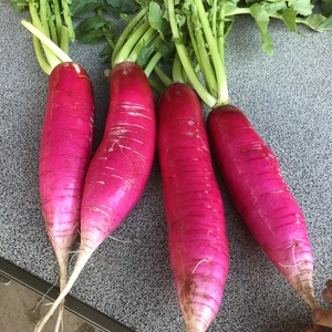 【♪旬な野菜のおまけ付き♪】三浦の特産野菜レディーサラダ