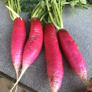 【♪旬な野菜のおまけ付き♪】三浦の特産野菜レディーサラダ