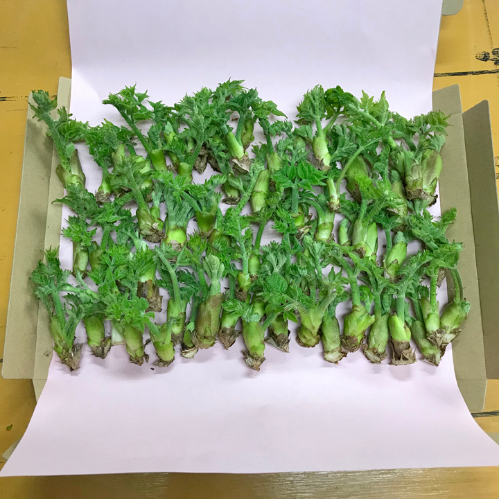 雪国育ちのたらの芽!出荷中です(促成栽培・農薬化学肥料不使用産品) 300g入りクリックポスト発送