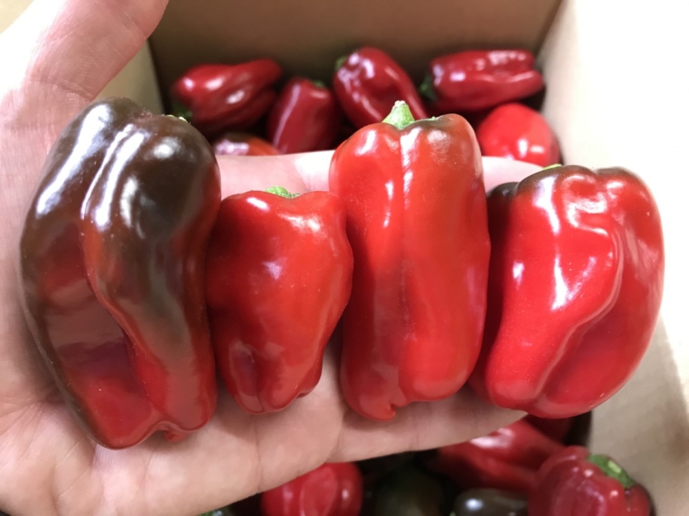 いろどりも 近藤さんのピーマン 赤ピーマン セット 農家漁師から産地直送の通販 ポケットマルシェ
