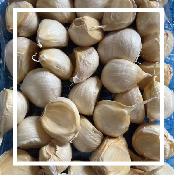 chikarand 新米 5kg×2ひのひかり+スプラウトにんにく100本 茨城県産こしひかり 5kg×2 (計10kg)【直送品・代引不可