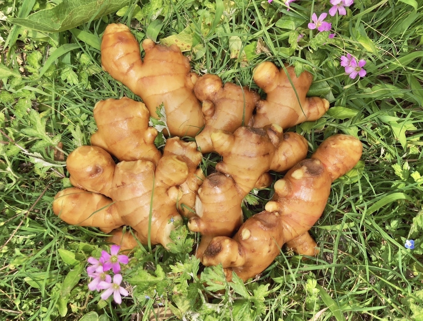 生姜の通販・お取り寄せ商品｜野菜｜ポケットマルシェ｜産地直送で旬の