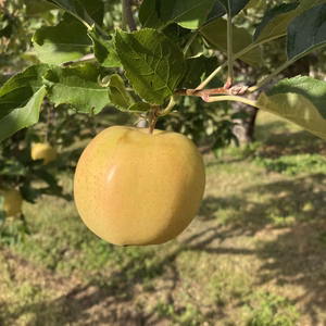 【もぎたて直送】樹上完熟　トキ