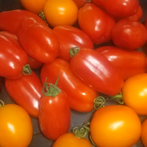 イタリアの調理用トマト3種、サンマルツァーノ、サンライズ・ソース＋コストルート