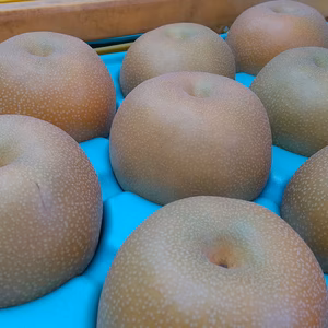 朝採れの完熟梨【豊水】千葉県船橋市産♡食べたらトリコ