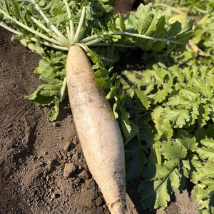 採りたておふくろ大根