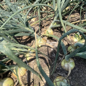 令和4年産　今が旬、新たまねぎ　5kg　たくさん採れちゃいました特価