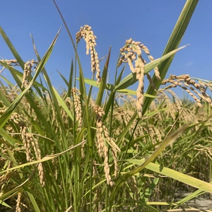 8Kg 栽培期間中　農薬　化学肥料　不使用　新米