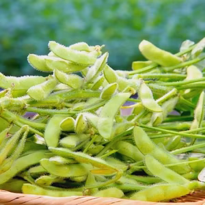 【今が旬】甘くてほっくり♪旬の枝豆「湯あがり娘」房取り1ｋｇ