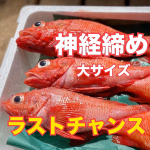 【ラストチャンス】神経締め キンキ 大サイズ（キチジ、メンメ）