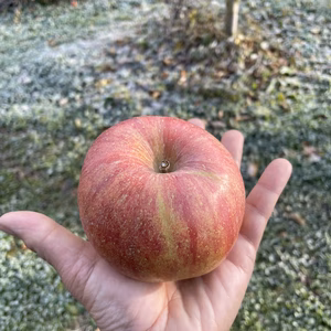 信州中野市産　サンふじ　家庭用　秀品　5キロ