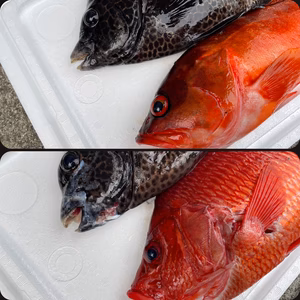 【魚突き】海人様専用　 鱗、内臓処理済