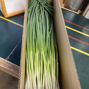 スクスクと育ちすぎで規格外