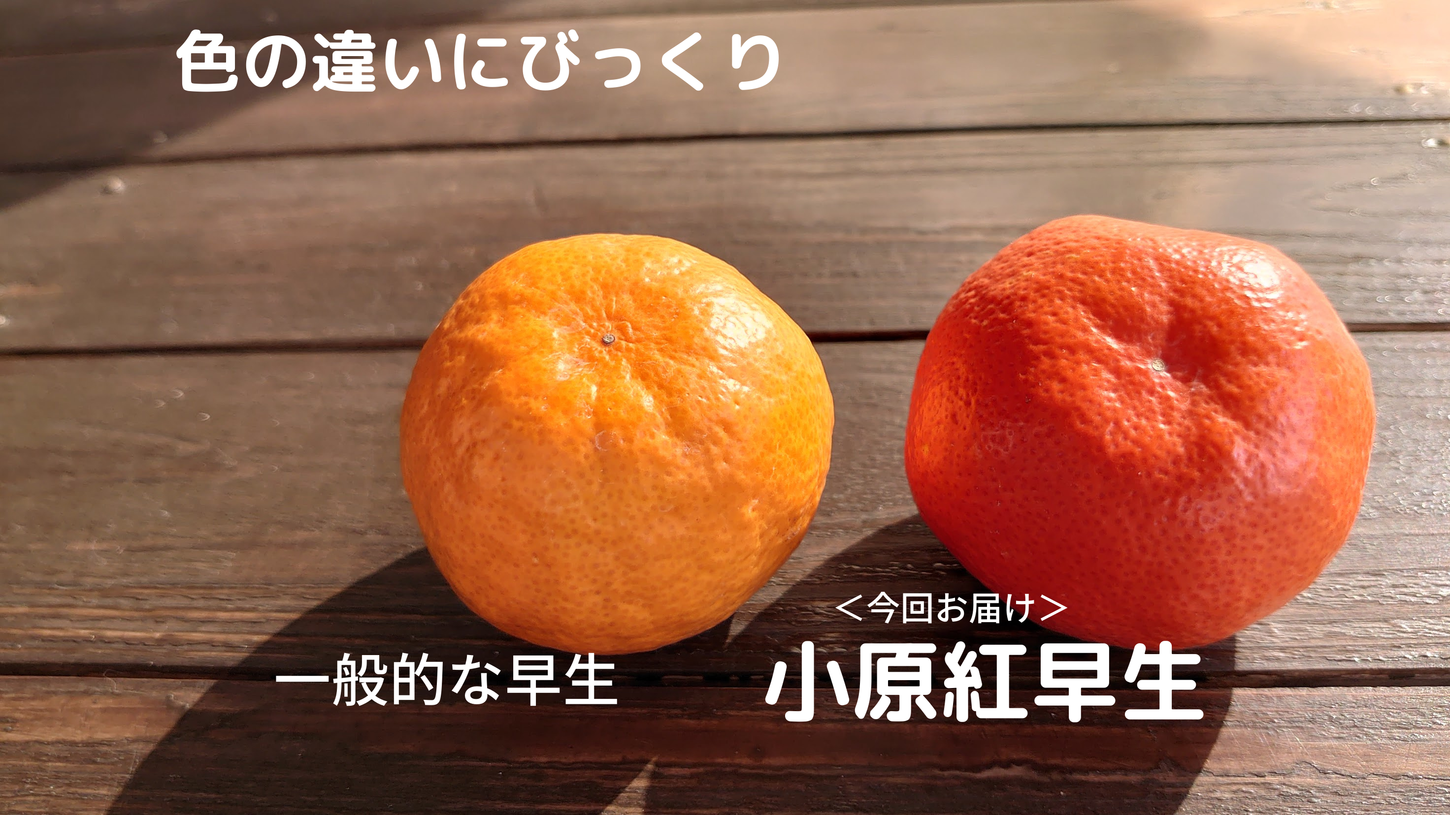 奇跡の紅いみかん 小原紅早生 第4弾 数量限定の訳あり品 2s L混合 農家漁師から産地直送の通販 ポケットマルシェ