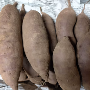 サツマイモ 紅はるか　農薬.化学肥料不使用