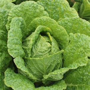 白菜