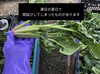 ギガ盛り！[信州産] ちぢんでないちぢみほうれん草