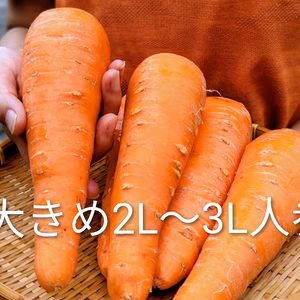 大きめ! 青森県産 2L〜3L有機人参【有機JAS認証取得】